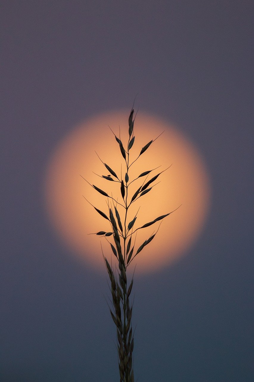 Sophrologie — épi de blé au soleil couchant Épi de blé devant le soleil couchant, image de l’apaisement recherché en séance de sophrologie